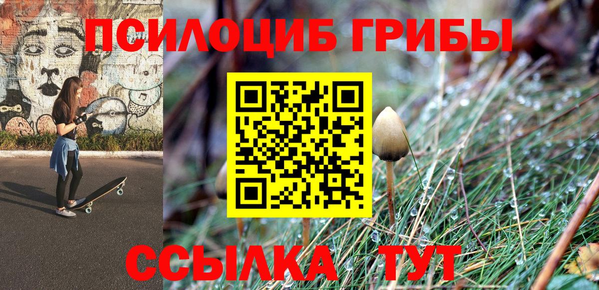 купить  сайты  Вход с VPN  Зеленогорск  Псилоцибиновые грибы Psilocybe 
